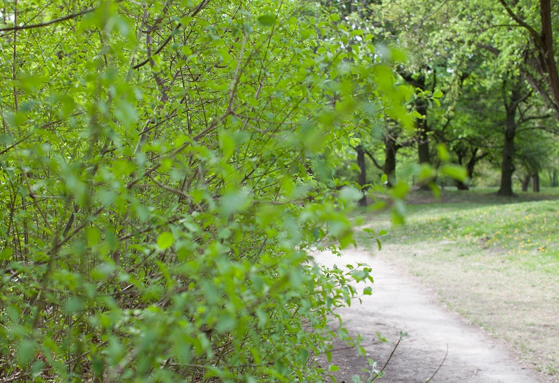 GesundheitLernen Waldweg